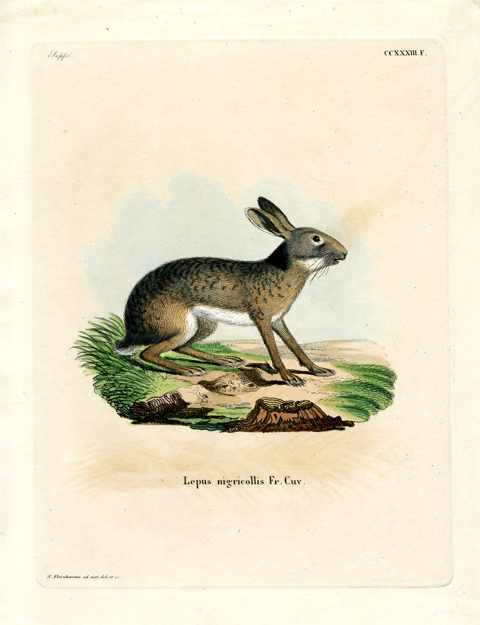 Svartnackad hare (färgad gravyr) av German School