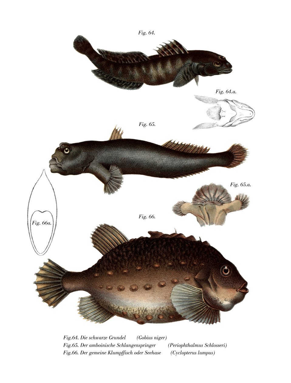 Black Goby (färg litho) av German School