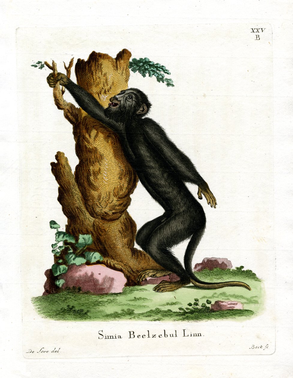Black Howler (färgad gravyr) av German School