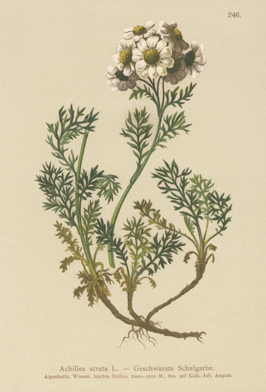 Svart rölleka (Achillea atrata) av German School
