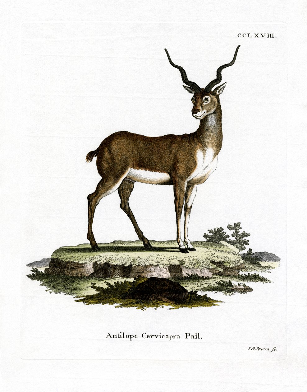 Blackbuck (färgad gravyr) av German School