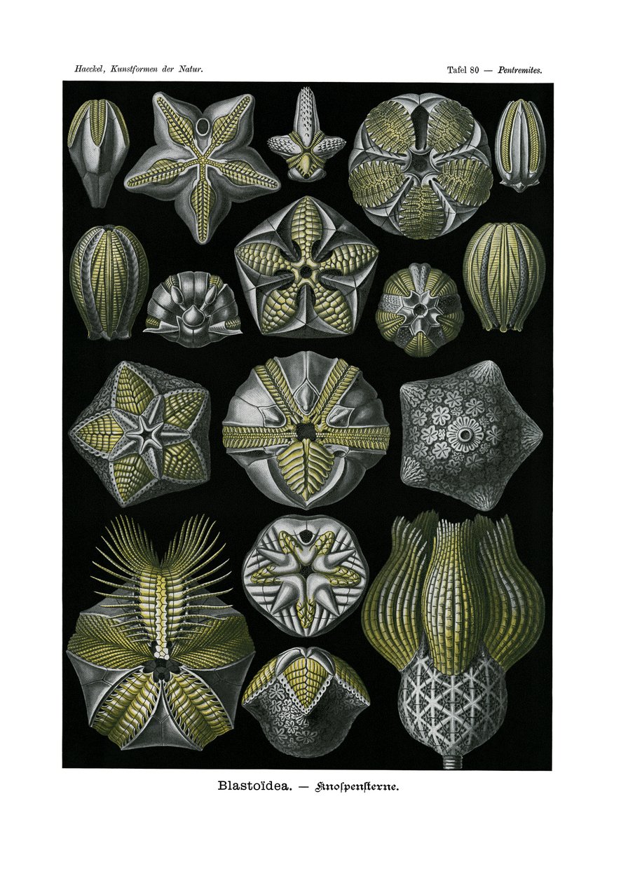 Blastoidea, 1899-1904 av German School