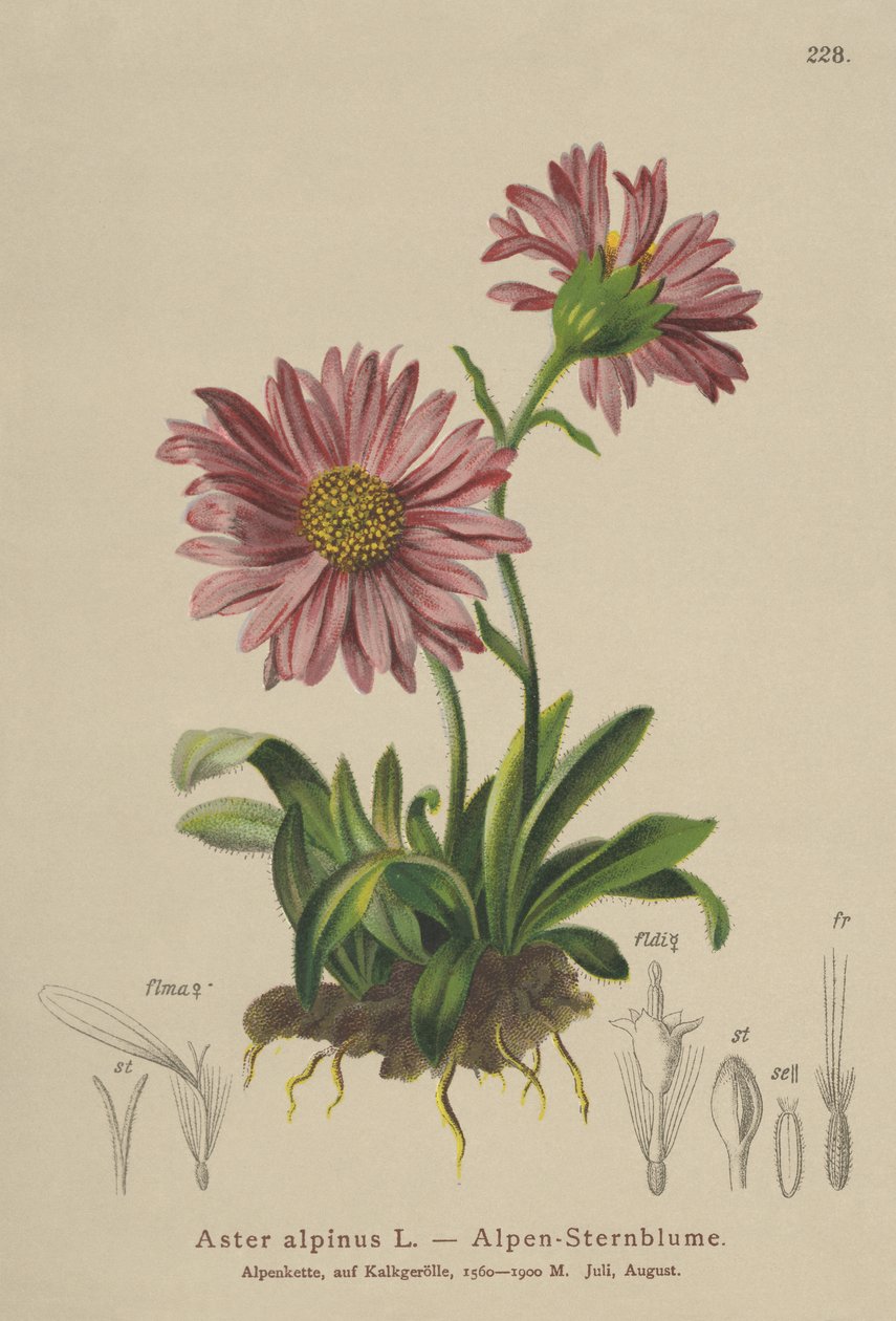 Blue Alpine Daisy (Aster alpinus) av German School