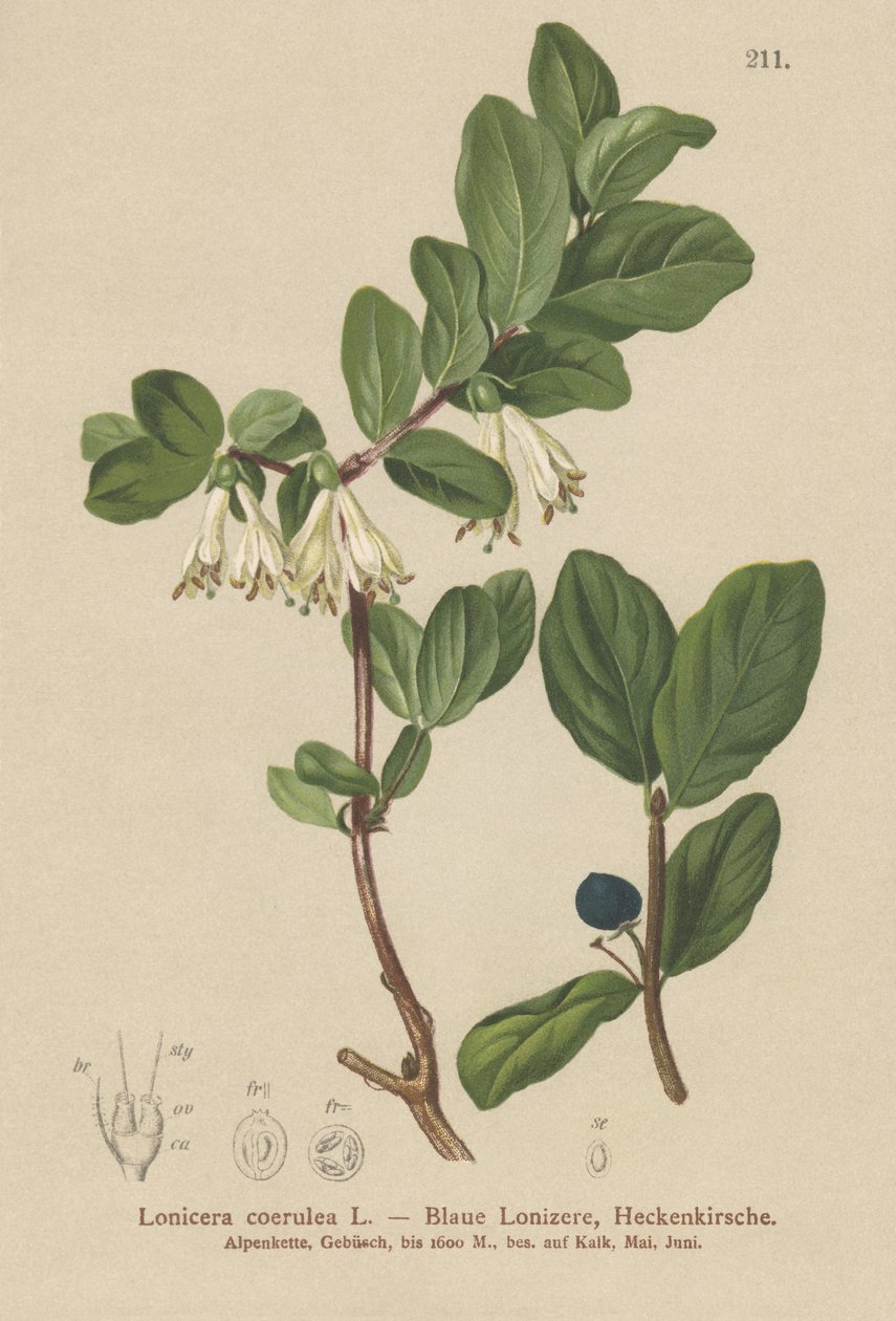 Blå kaprifol (Lonicera caerulea, Lonicera coerulea) av German School