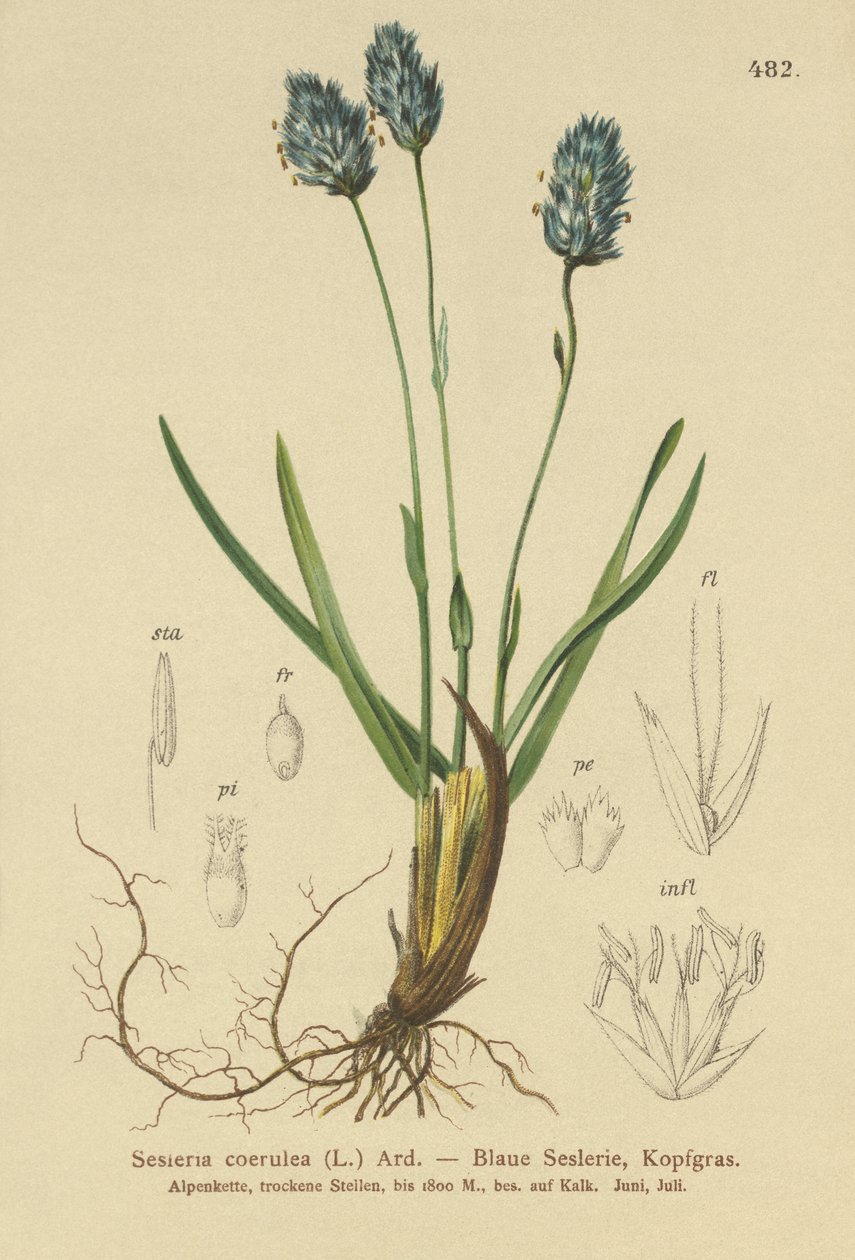Blått hedgräs (Sesleria caerulea, Sesleria uliginosa) av German School