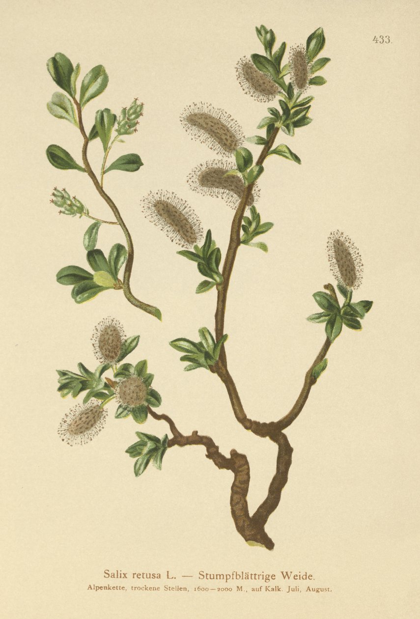 Trubbbladig pil (Salix retusa) av German School