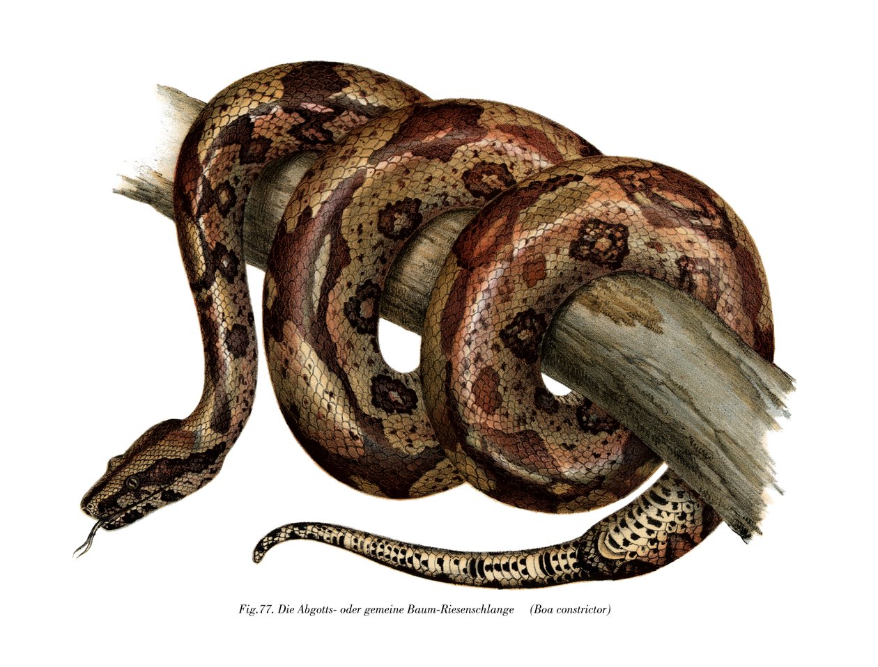 Boa constrictor (färg litho) av German School