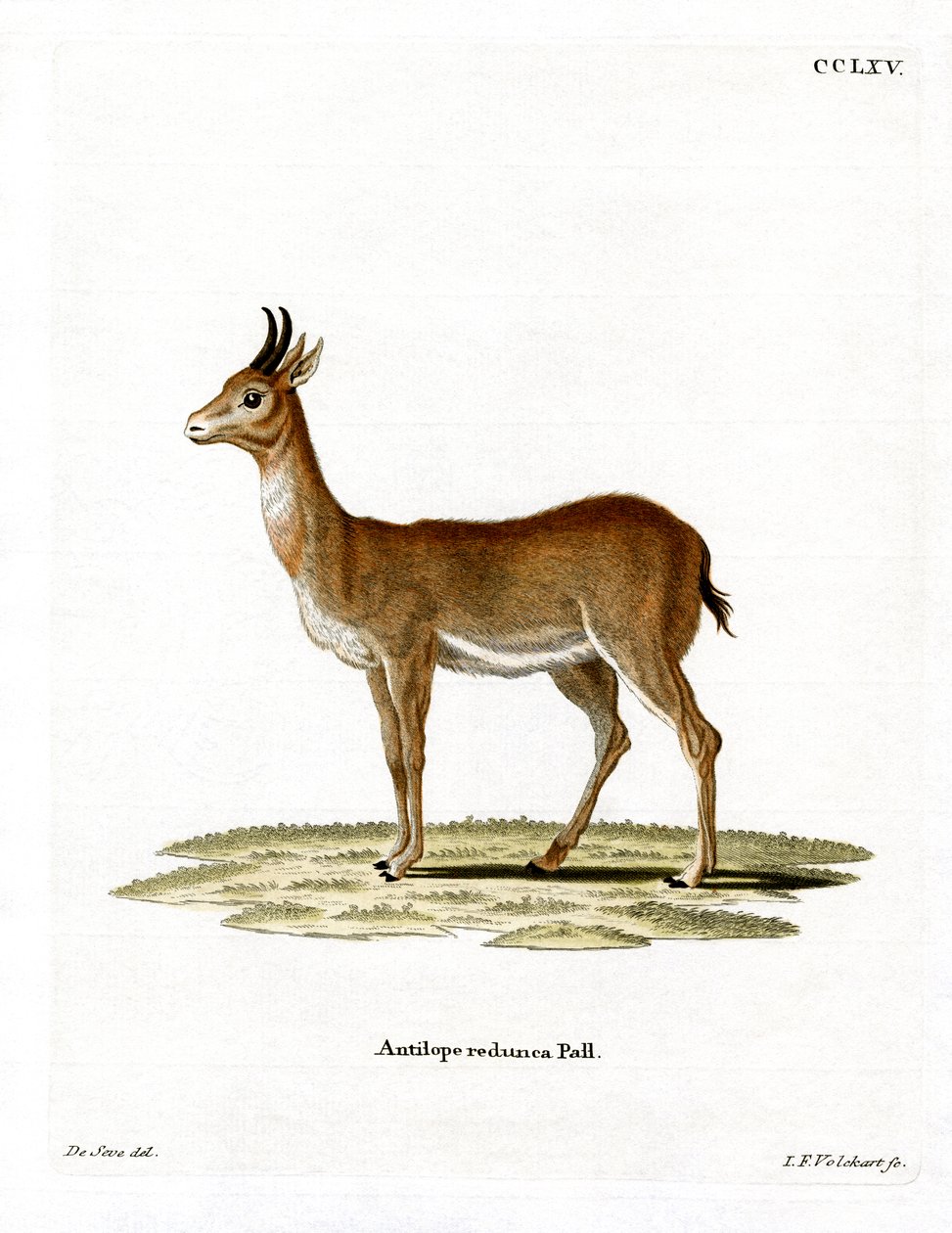 Bohor Reedbuck (färgad gravyr) av German School