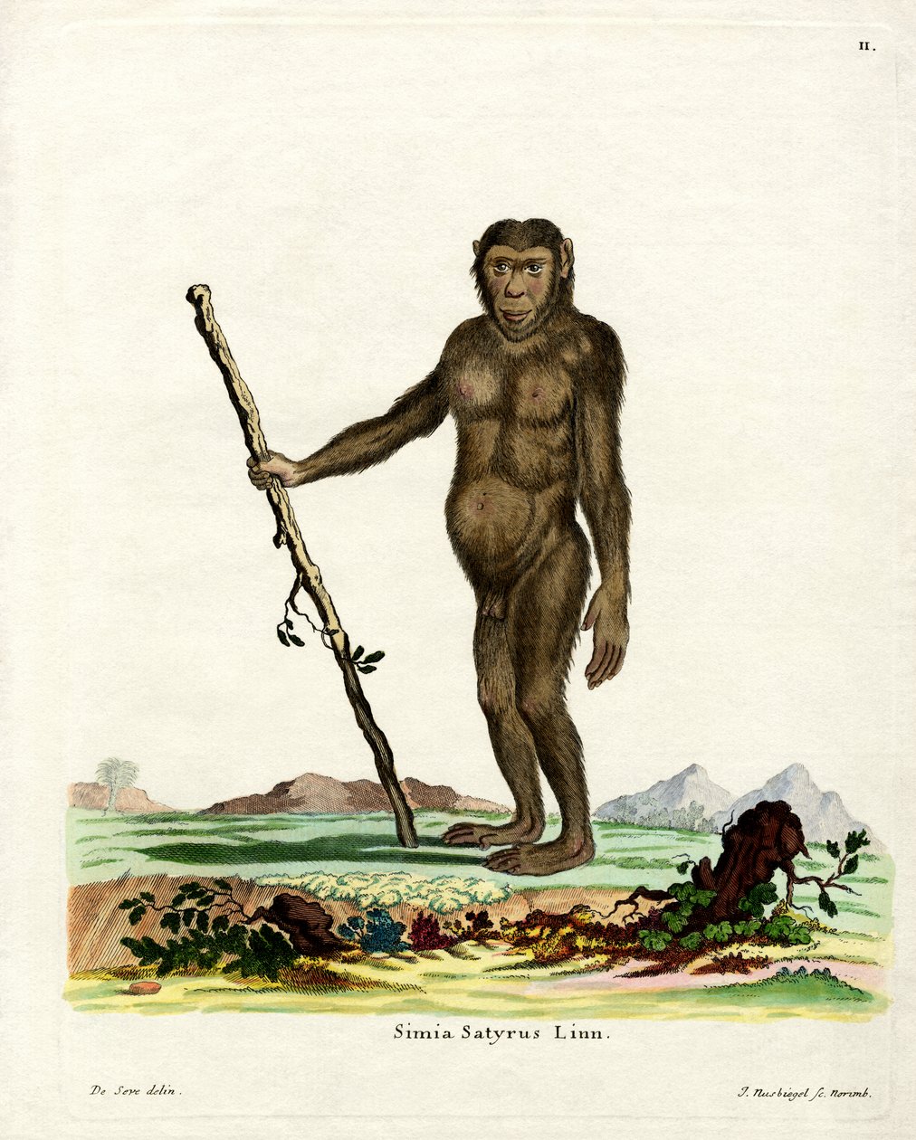 Bornean Orang-Outang (färgad gravyr) av German School
