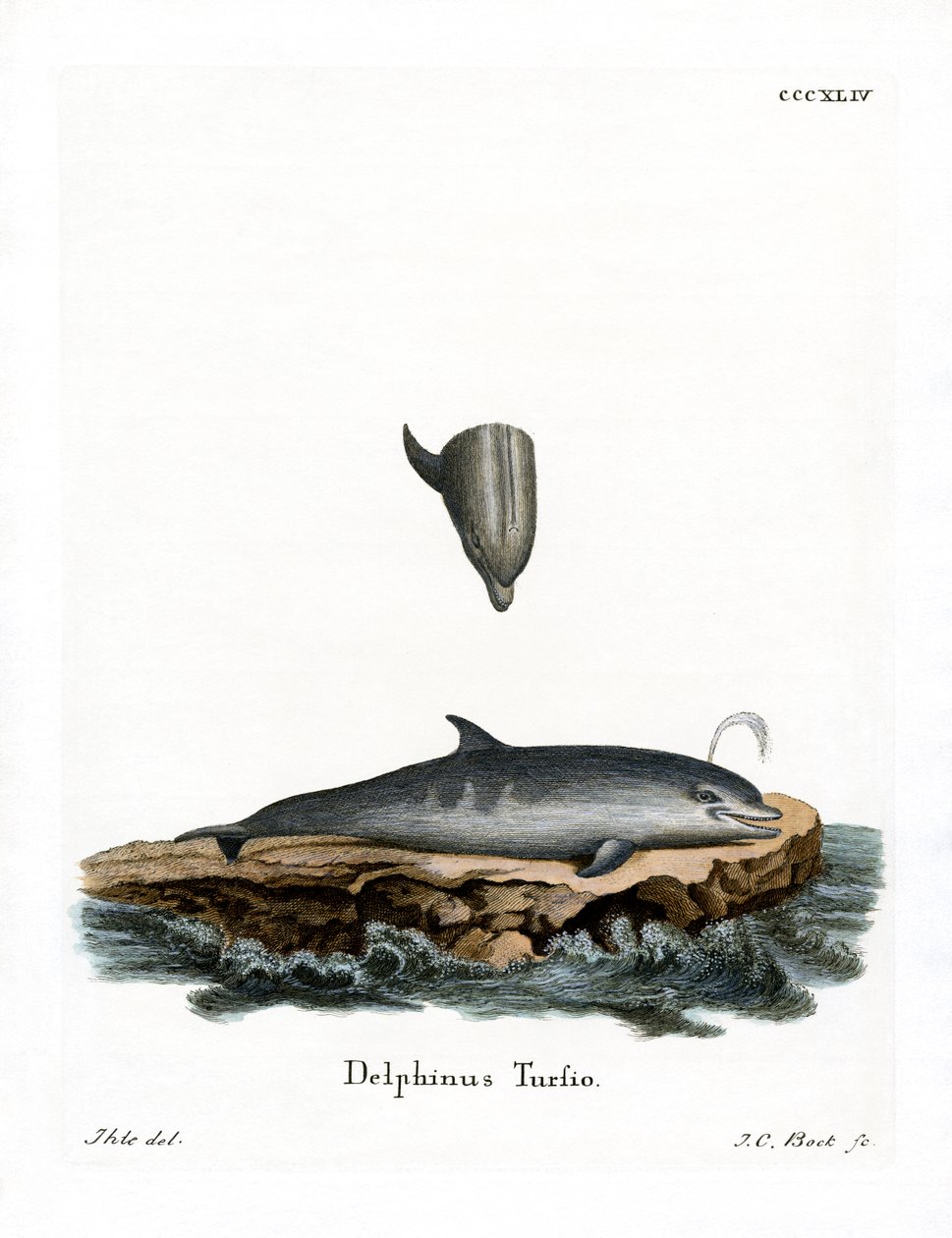 Flasknosad delfin (färgad gravyr) av German School