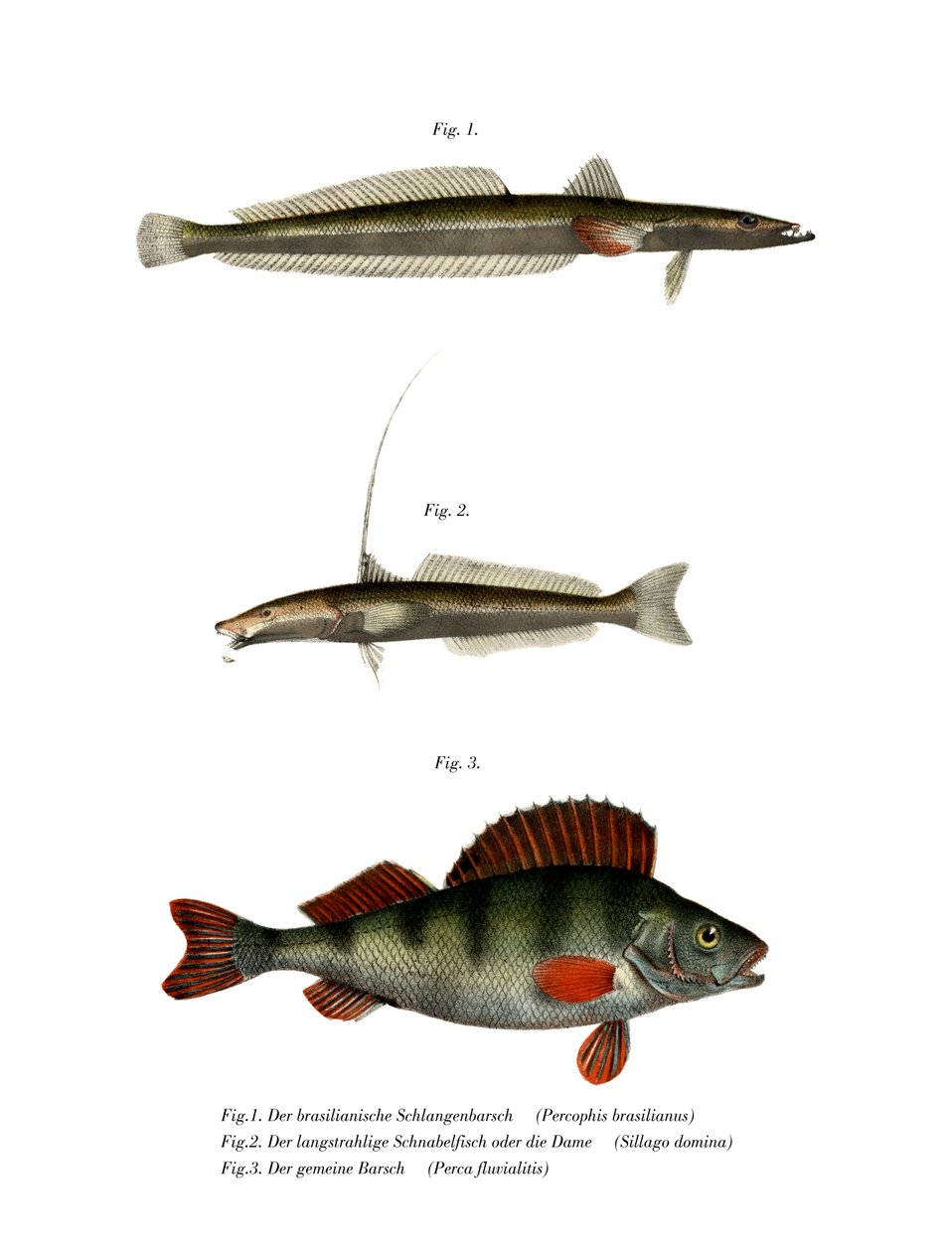 Brazilian Flathead (färg litho) av German School