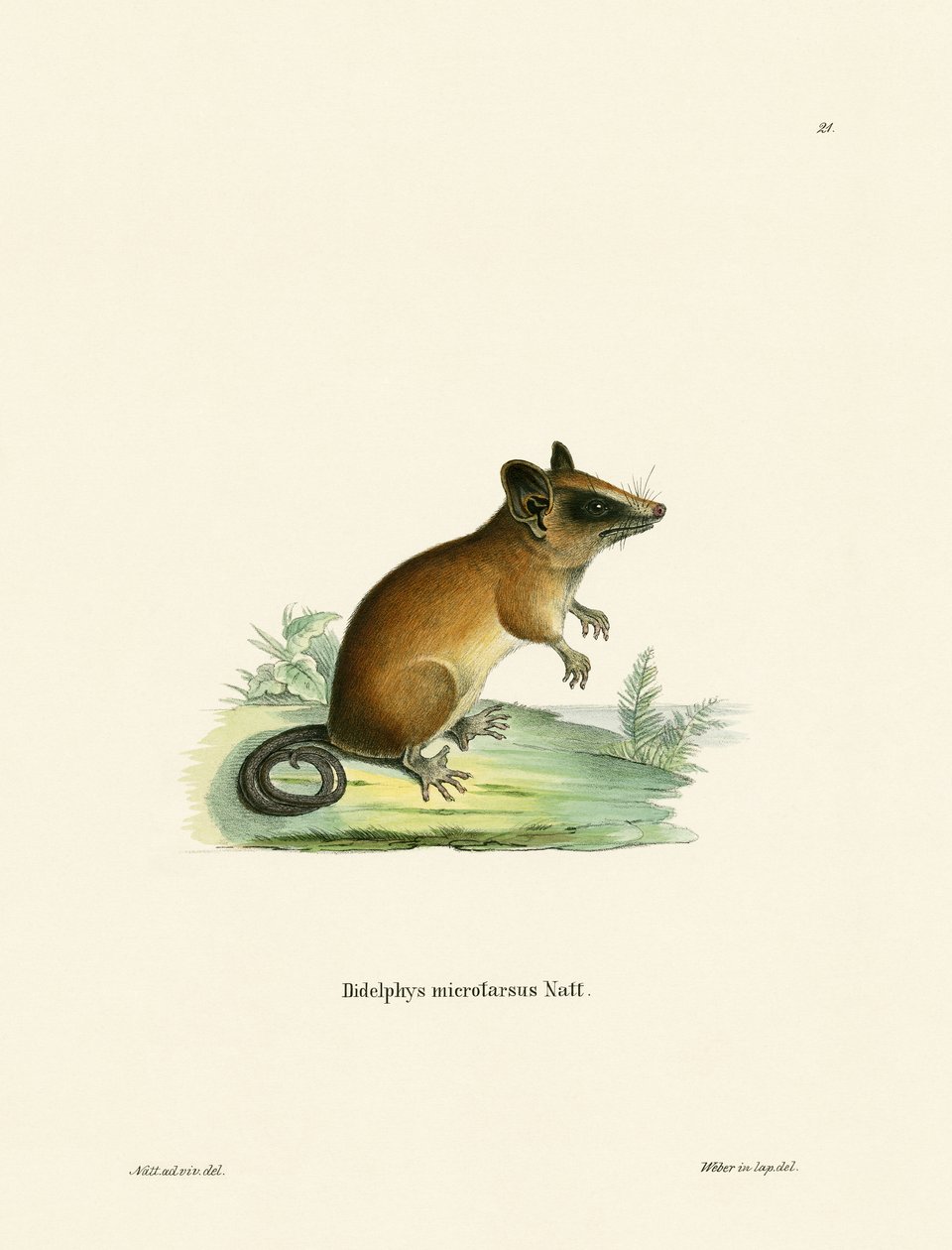 Brazilian Gracile Mouse Opossum (färgad gravyr) av German School