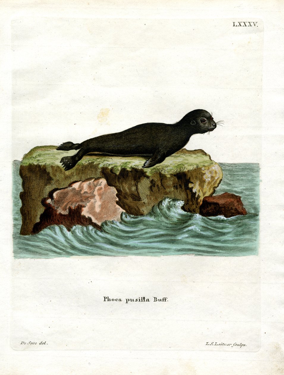 Brun pälssäl (färgad gravyr) av German School
