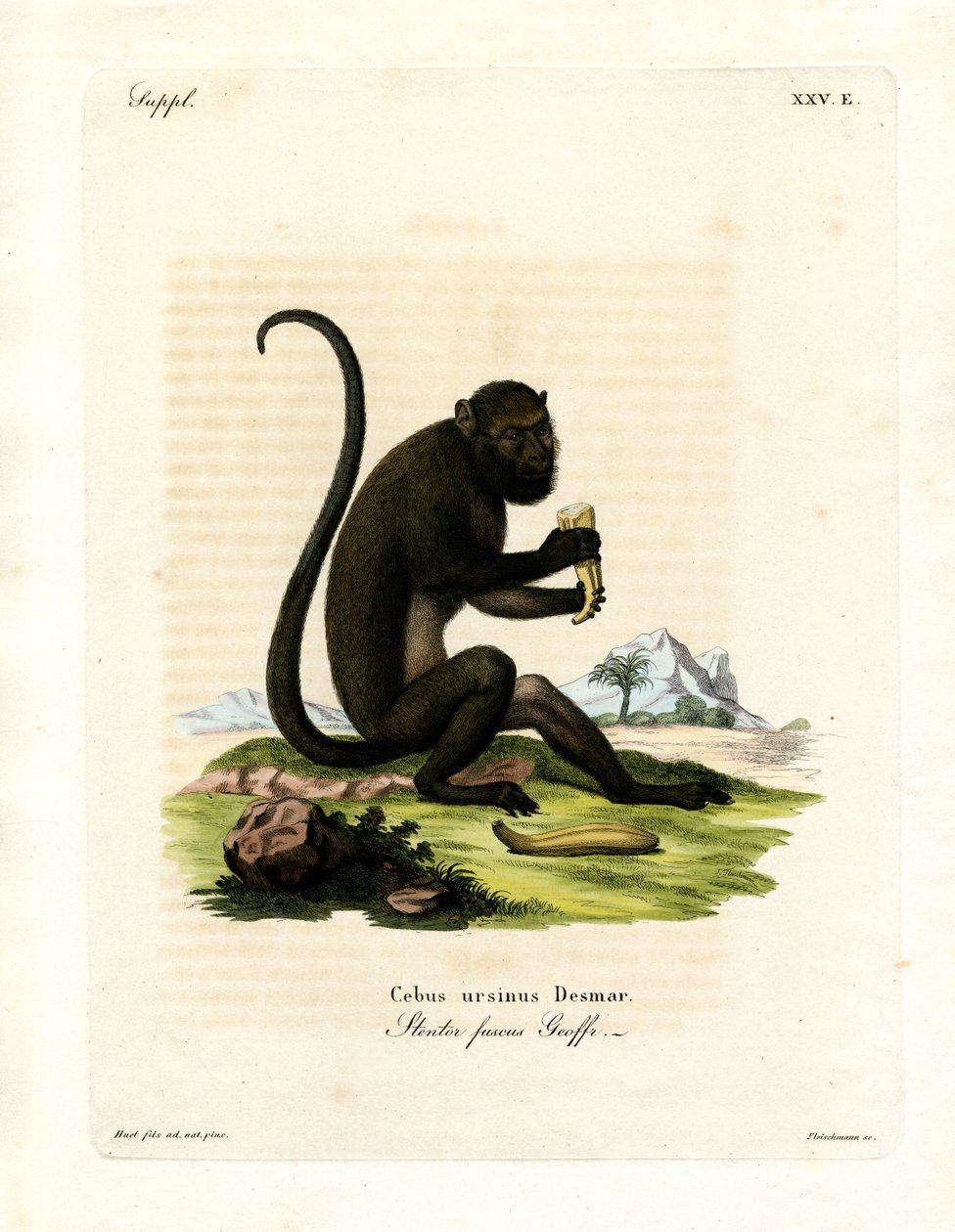 Brown Howler (färgad gravyr) av German School