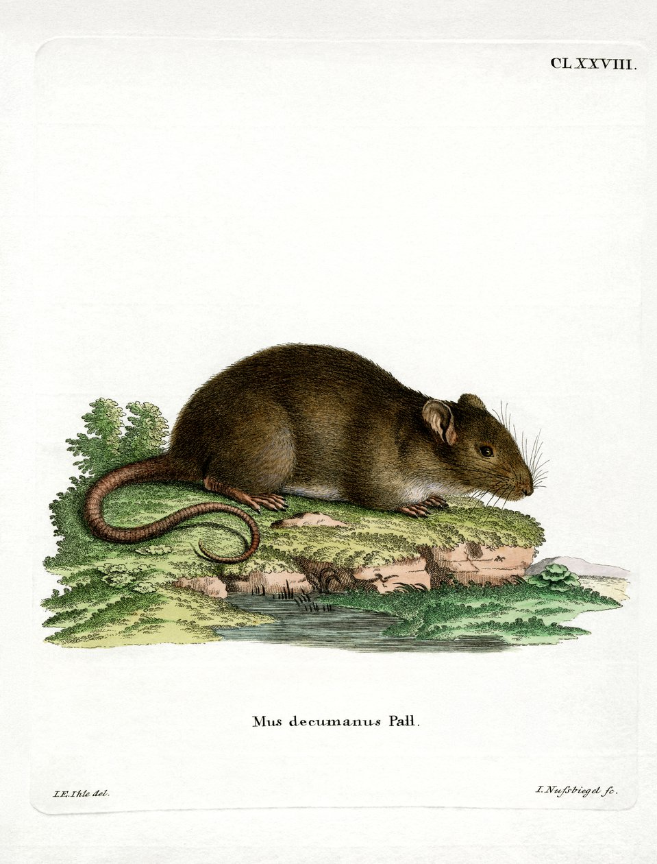 Brun råtta (färgad gravyr) av German School