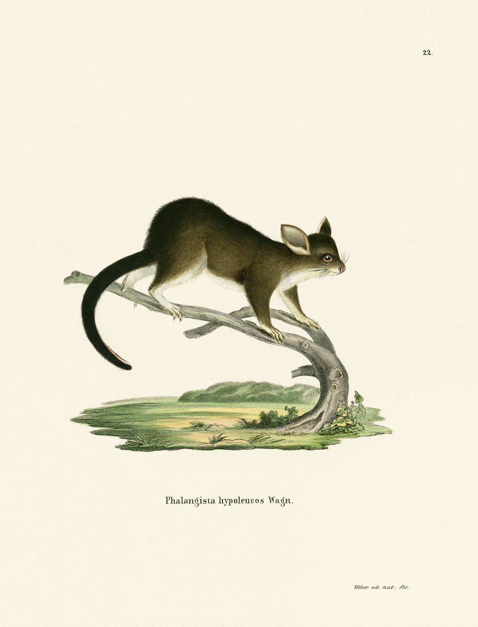 Brushtail Possum av German School