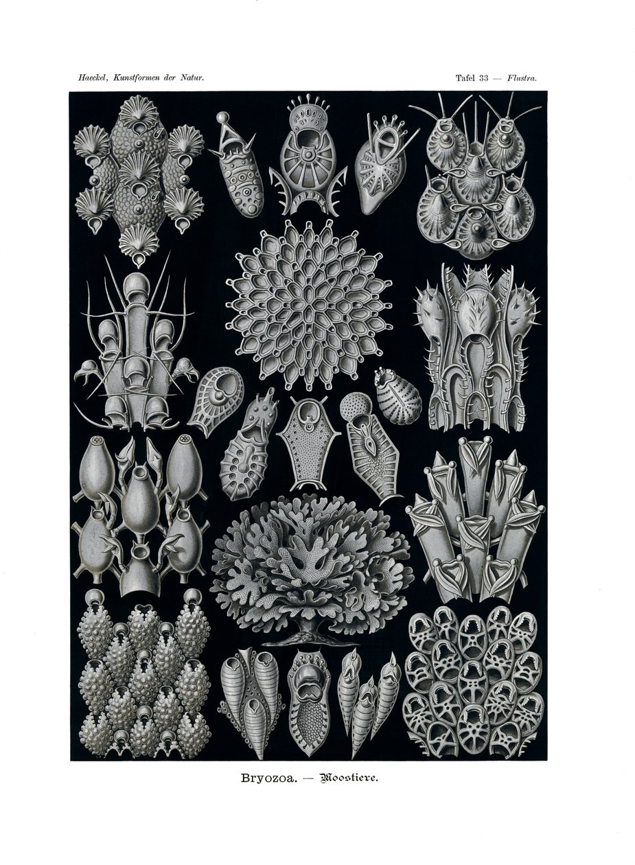 Bryozoa, 1899-1904 av German School