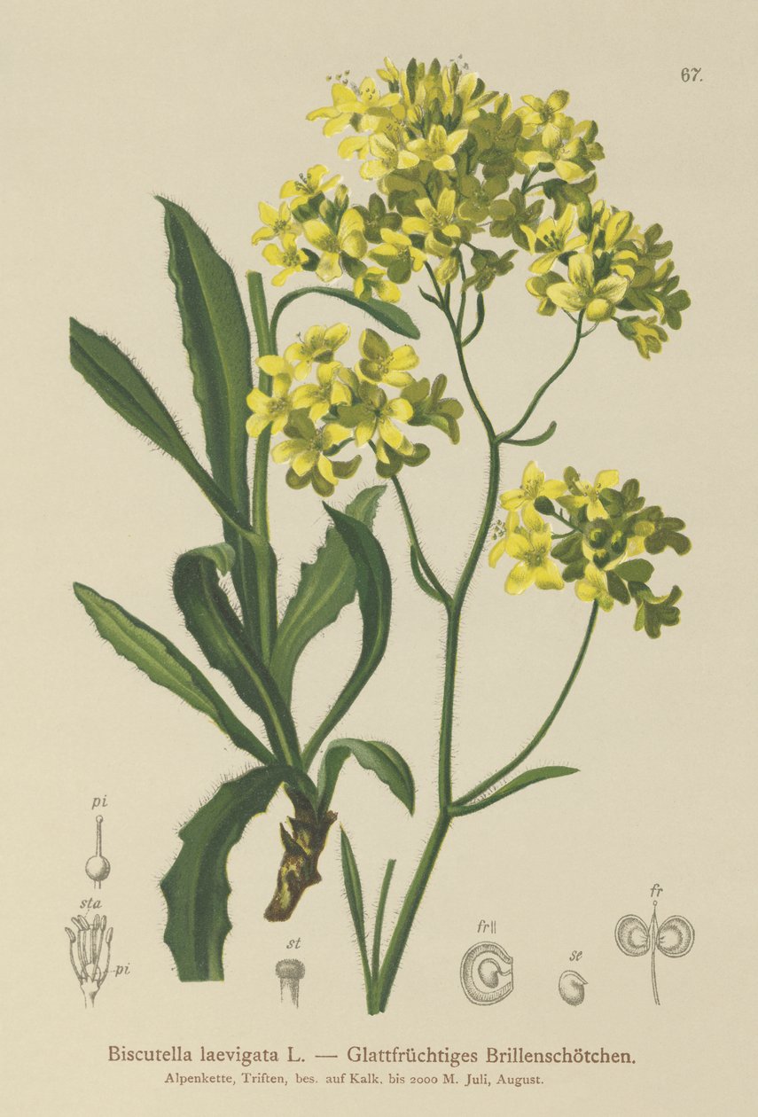 Buckler senap (Biscutella laevigata) av German School