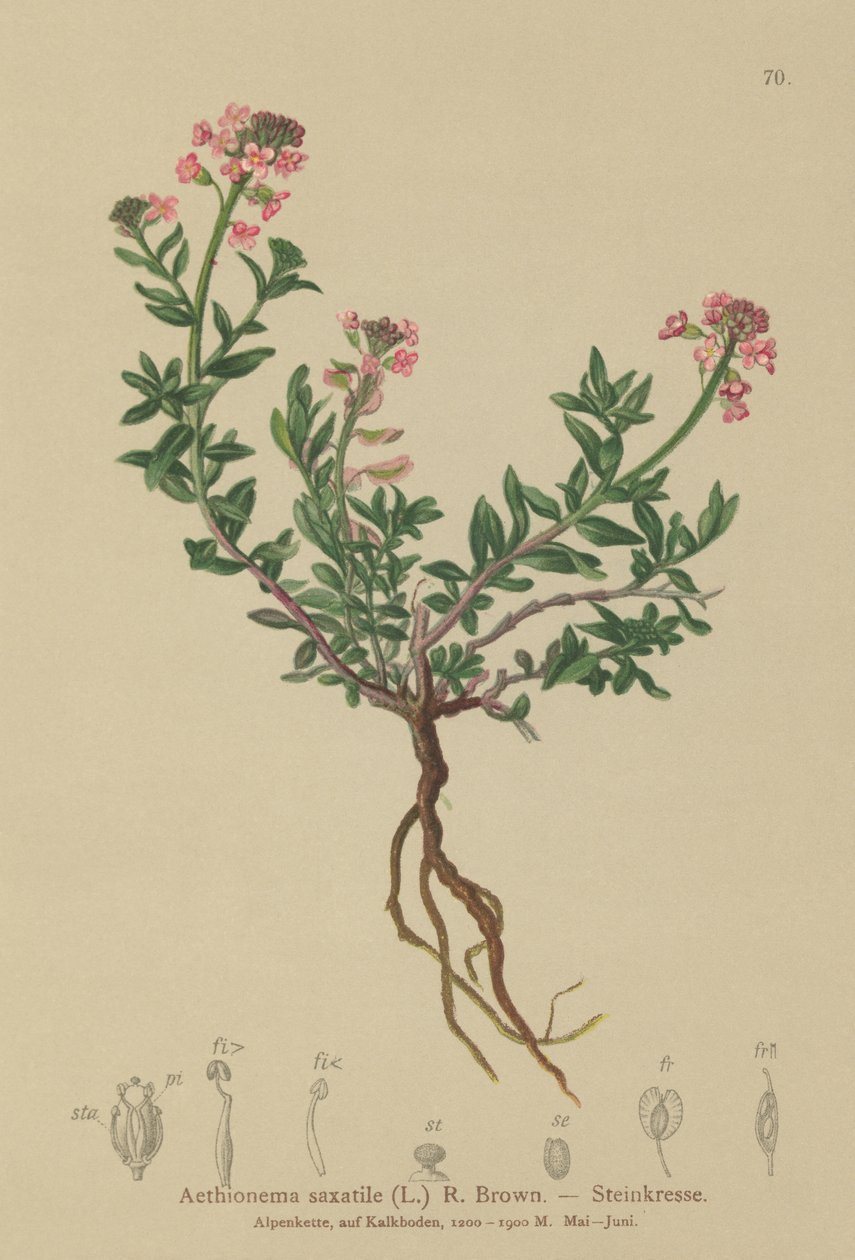 Burnt Candytuft (Aethionema saxatile, Thlaspi saxatile) av German School