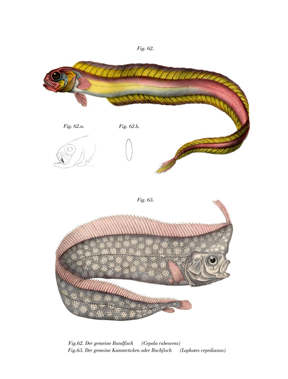 Grävande Red Bandfish av German School