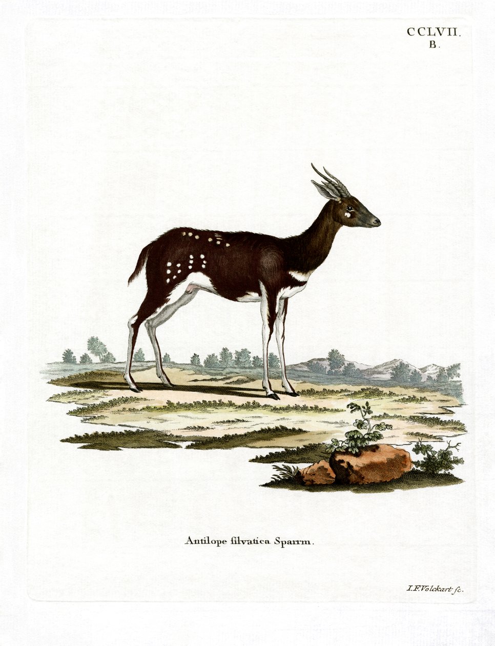 Bushbuck (färgad gravyr) av German School