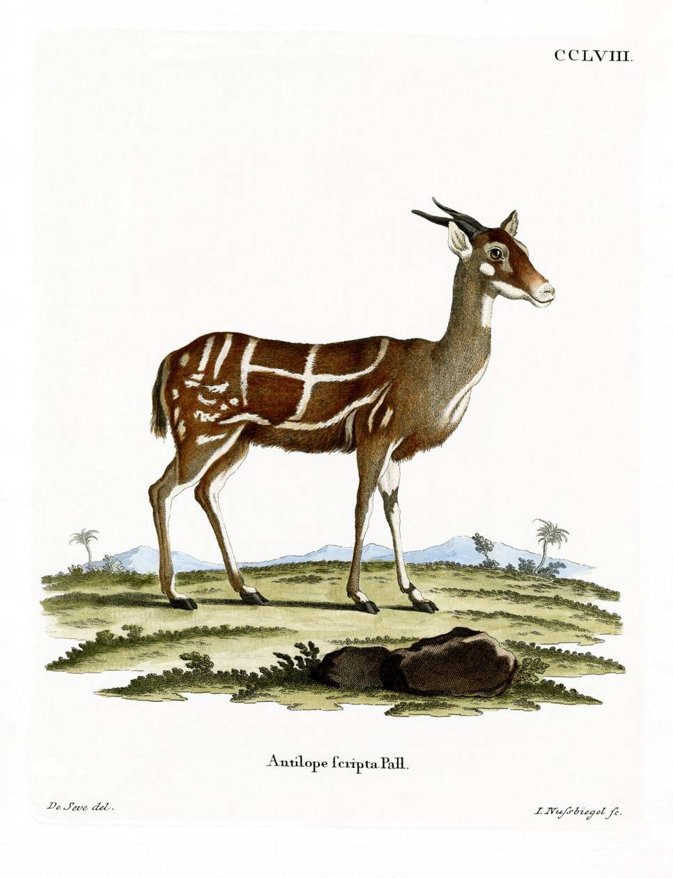 Bushbuck (färgad gravyr) av German School
