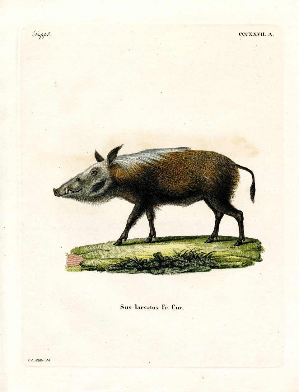 Bushpig (färgad gravyr) av German School