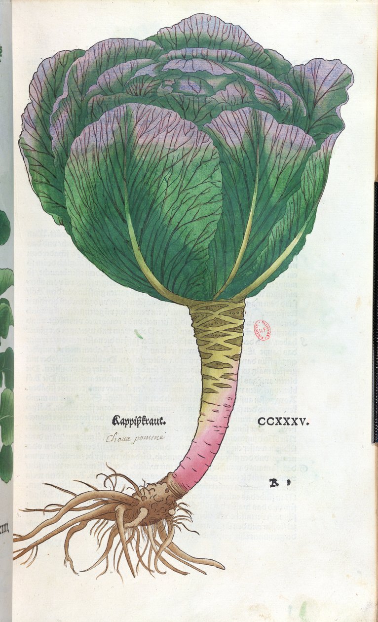 Kål, botanisk tallrik av German School