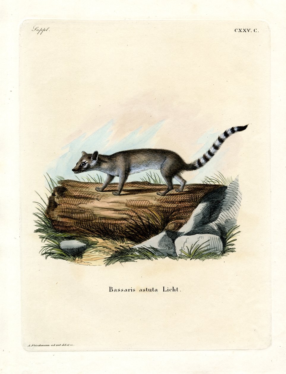 Cacomistle (färgad gravyr) av German School