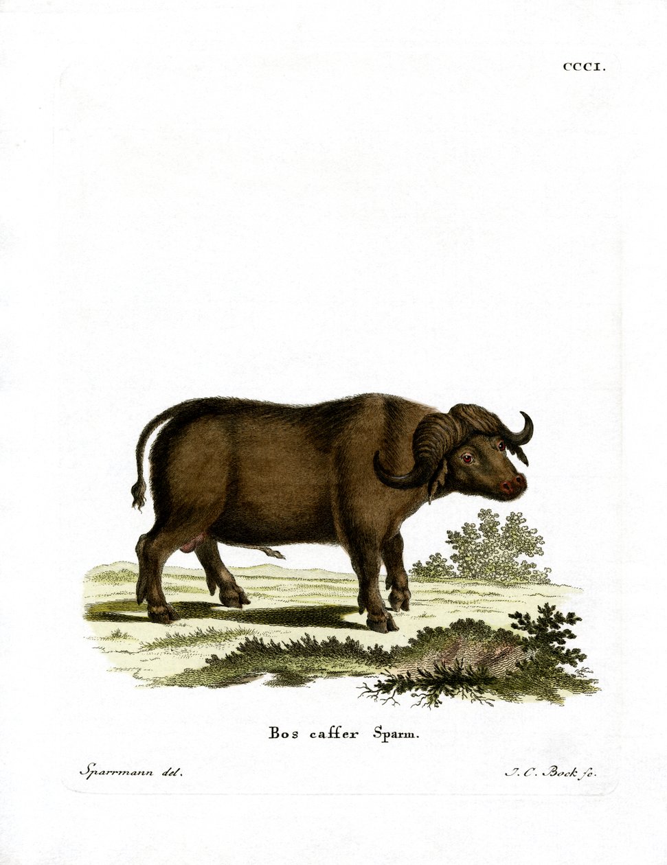 Cape Buffalo (färgad gravyr) av German School