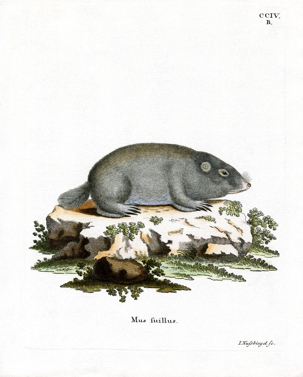 Cape Dune Mole Rat (färgad gravyr) av German School