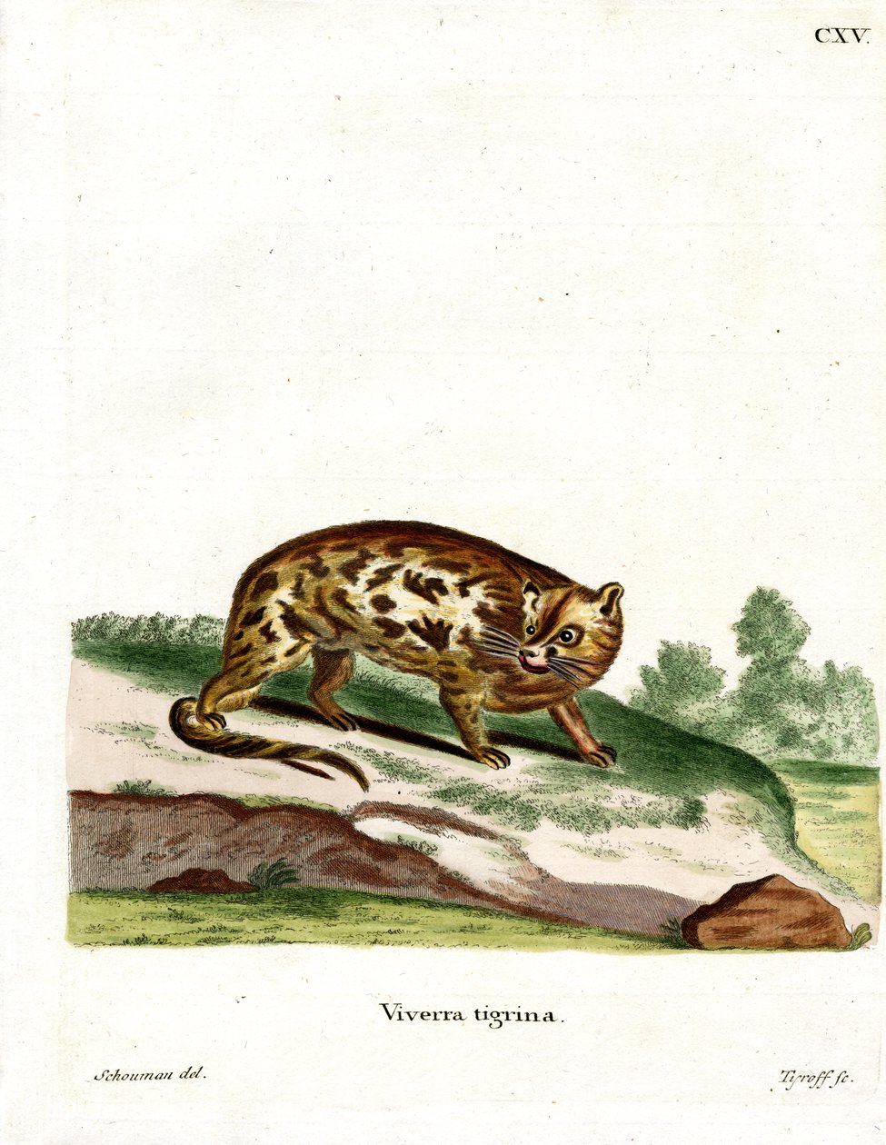 Cape Genet (färgad gravyr) av German School