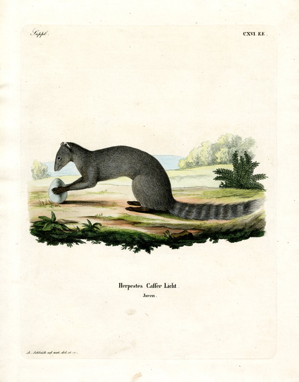 Cape Grey Mongoose (färgad gravyr) av German School
