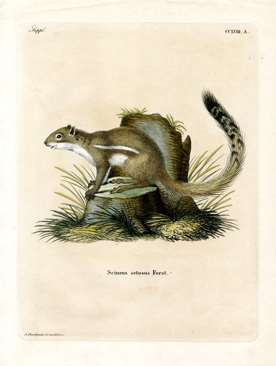 Cape Ground Squirrel (färgad gravyr) av German School