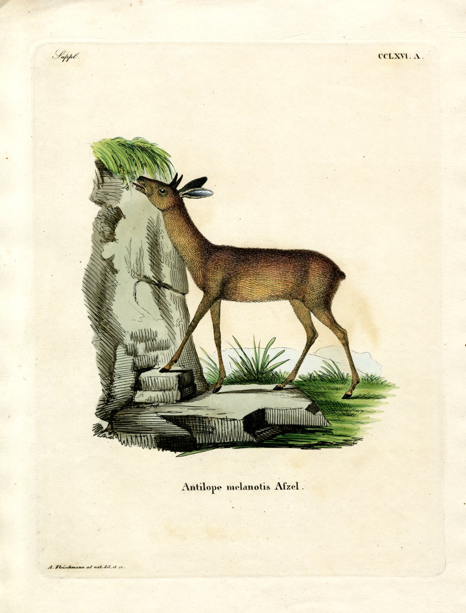 Cape Grysbok (färgad gravyr) av German School