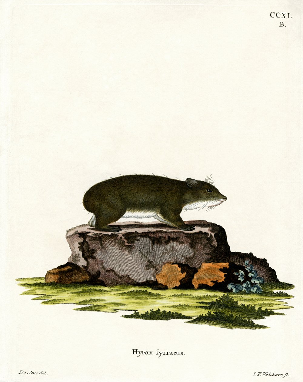 Cape Hyrax (färgad gravyr) av German School