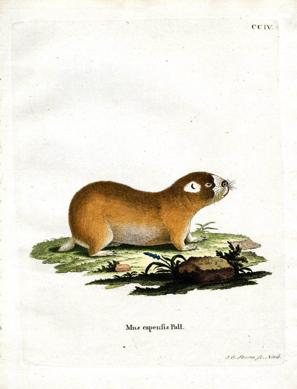 Cape Mole Rat (färgad gravyr) av German School