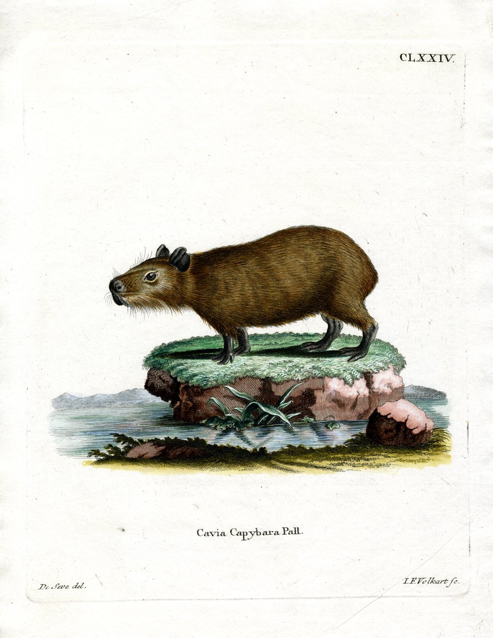 Capybara (färgad gravyr) av German School