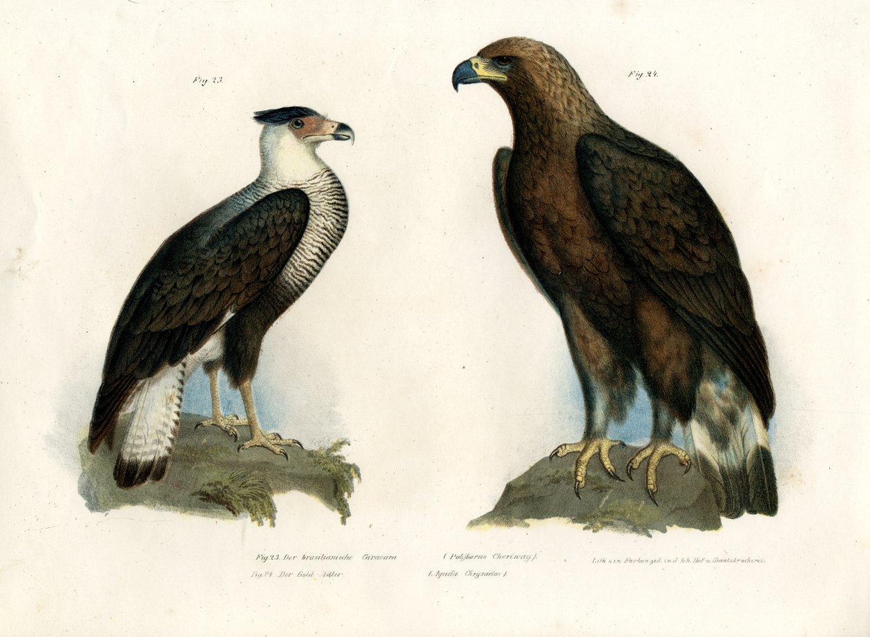 Caracara, 1864 av German School