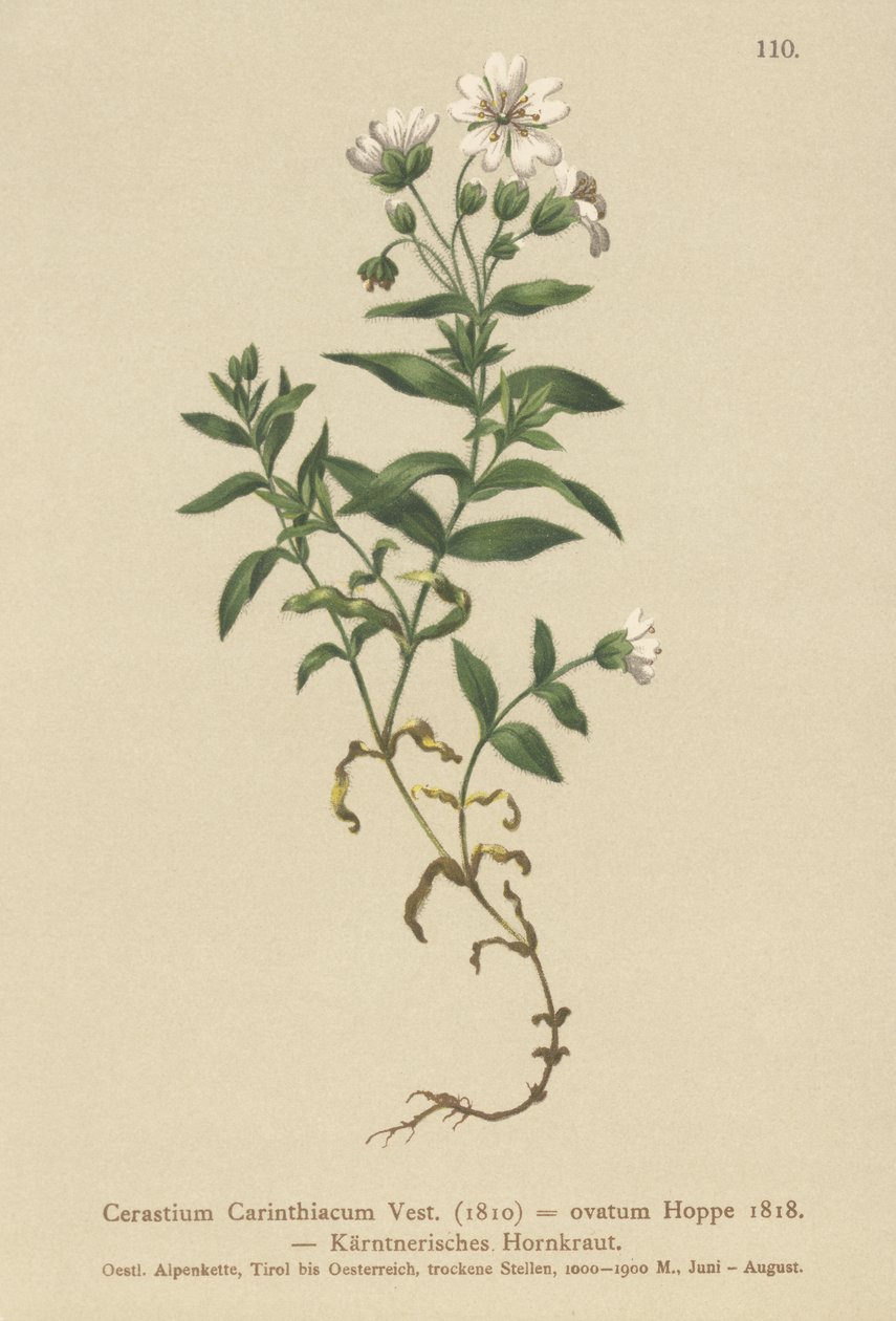 Kärntens musöra (Cerastium Carinthiacum, Cerastium ovatum) av German School