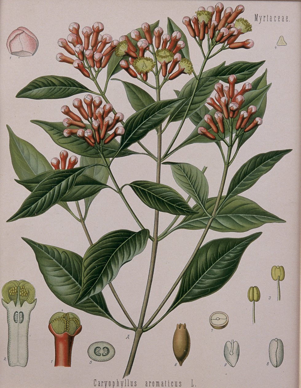Caryophyllus Aromaticus (nejlika) av German School