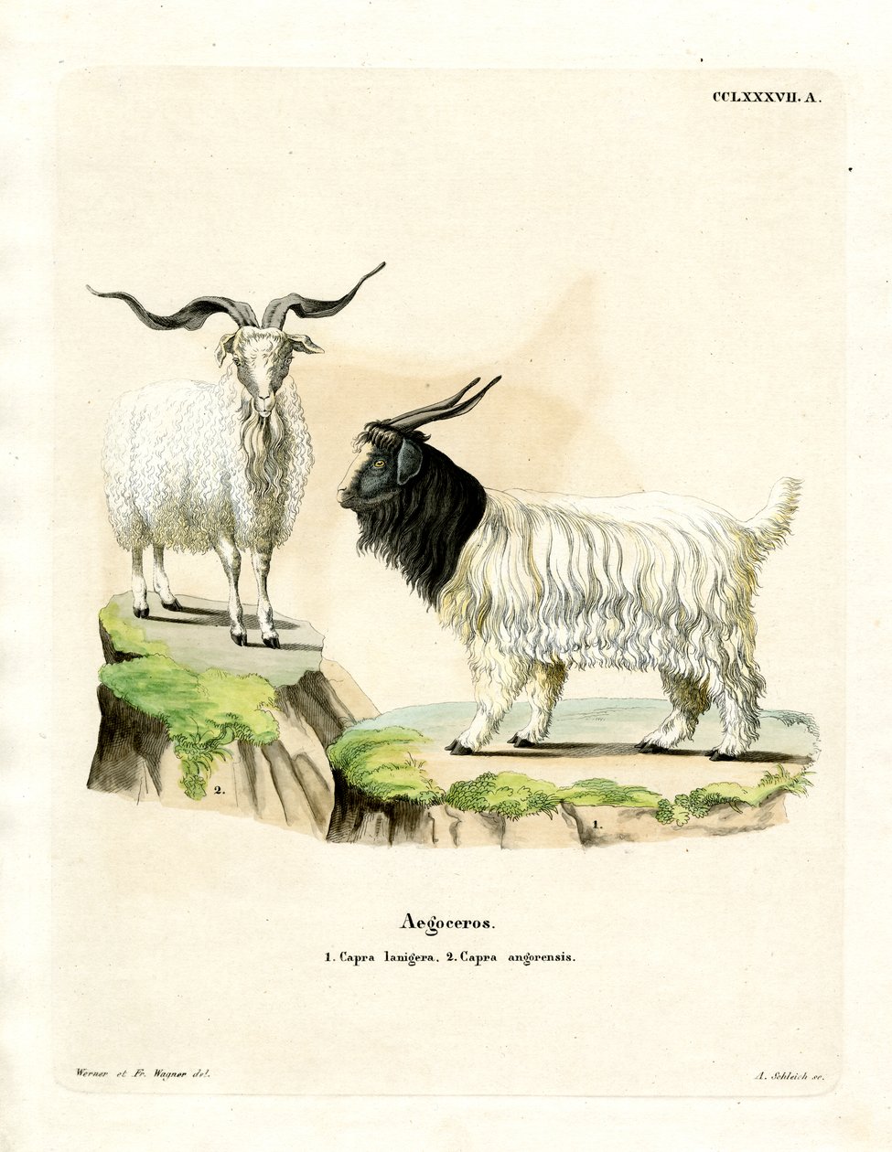 Cashmere Goat (färgad gravyr) av German School