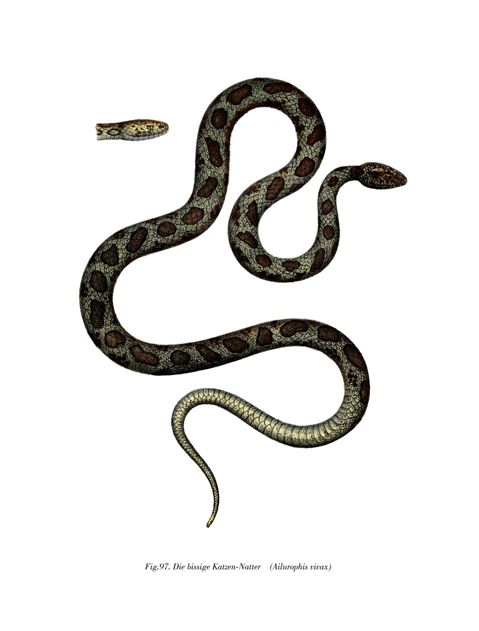 Cat Snake (litho i färg) av German School