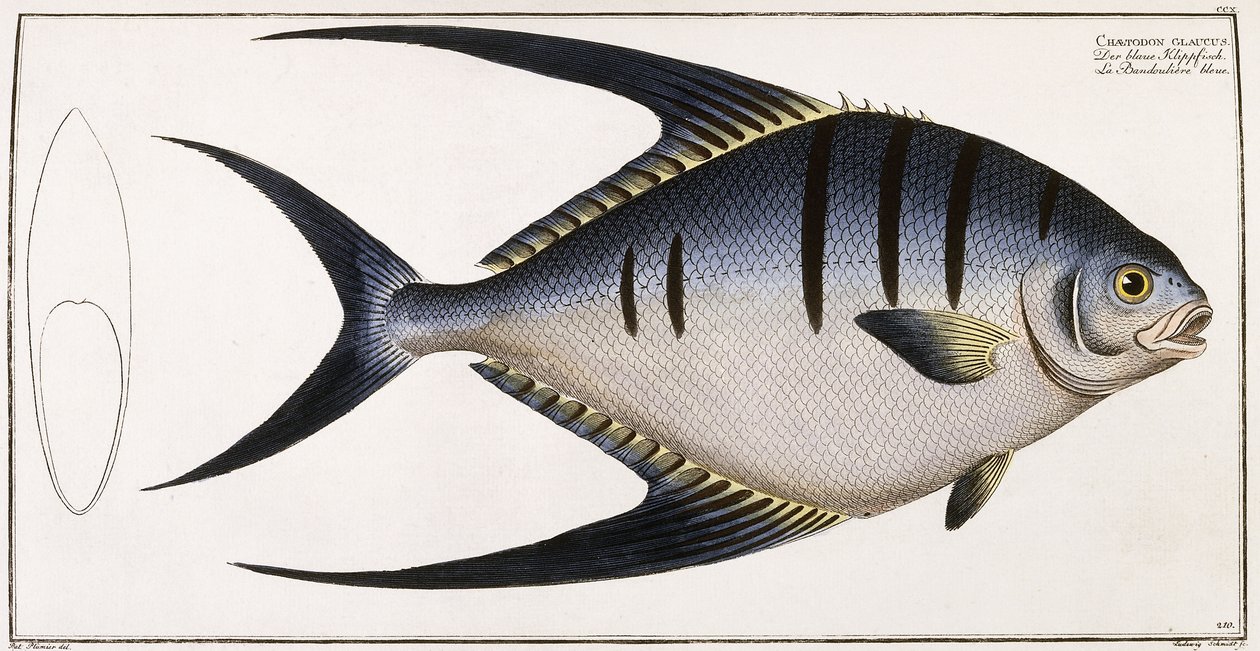 Chaetodon Glaucus, 1785-1788 av German School
