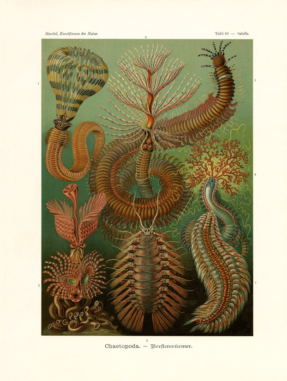 Chaetopoda, 1899-1904 av German School