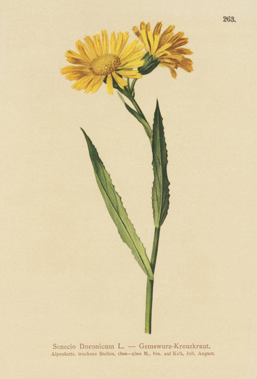 Gemsört (Senecio Doronicum) av German School