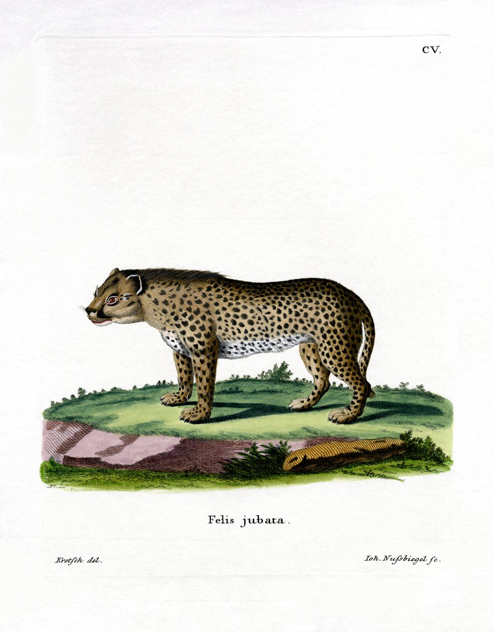 Cheetah (färgad gravyr) av German School