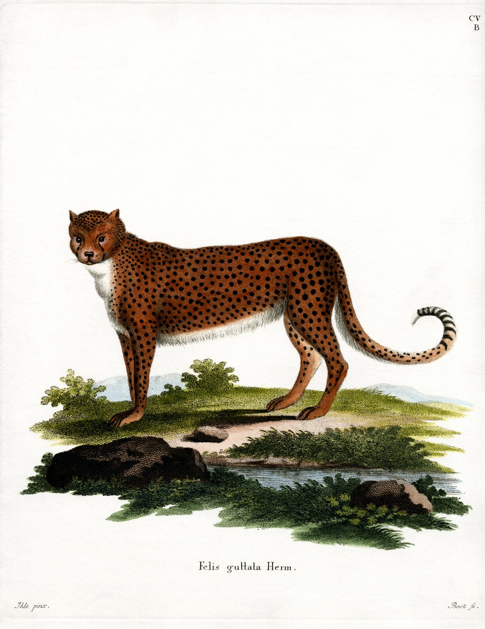 Cheetah (färgad gravyr) av German School