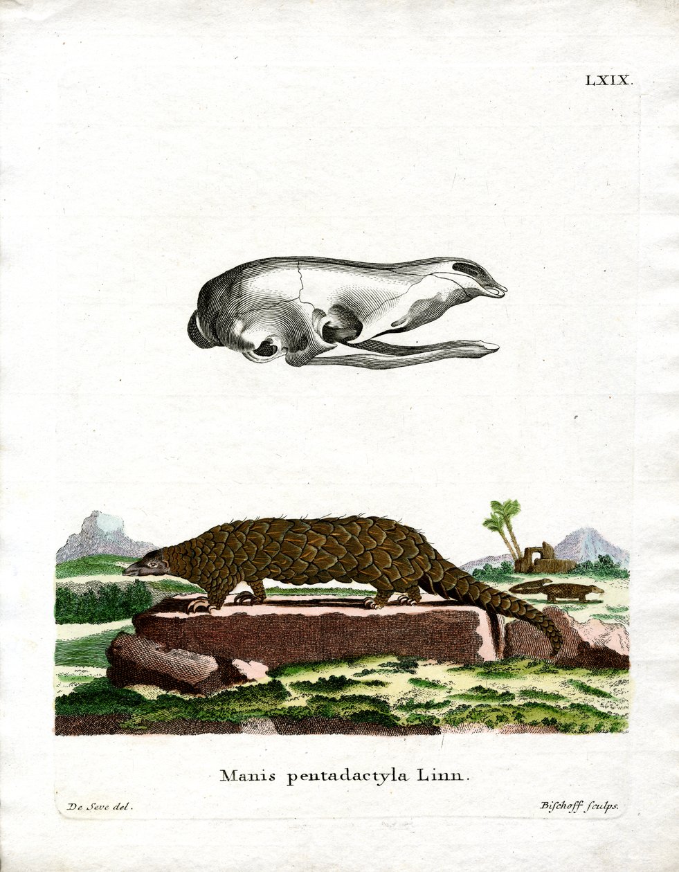 Kinesisk Pangolin (färgad gravyr) av German School