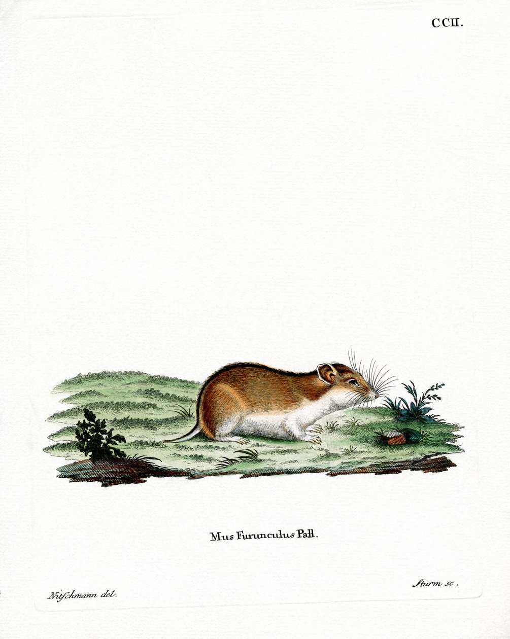 Kinesisk randig hamster (färgad gravyr) av German School